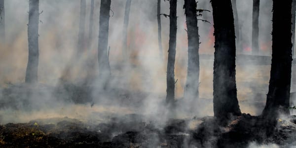 When the World Feels Heavy: Understanding Eco-Grief and Climate Anxiety in Canada